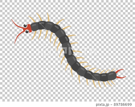 ムカデのイラスト 89786699