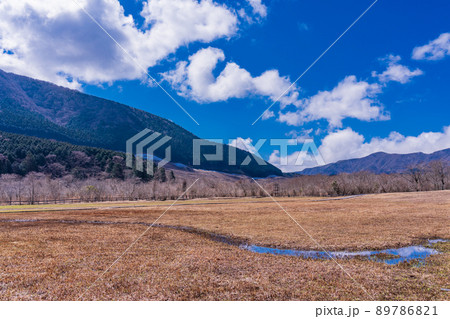 （神奈川県）箱根湿生花園　仙石原湿原植生復元区 89786821