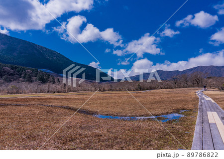 （神奈川県）箱根湿生花園　仙石原湿原植生復元区 89786822