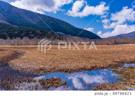 （神奈川県）箱根湿生花園　仙石原湿原植生復元区 89786823