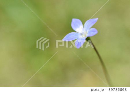 ヒナギキョウの花 ヒナギキョウの花 89786868
