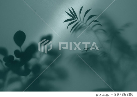 fog effect of blurred palm leaves silhouettes behind frosted glass with backlight fog effect of blurred palm leaves silhouettes behind frosted glass with backlight 89786886