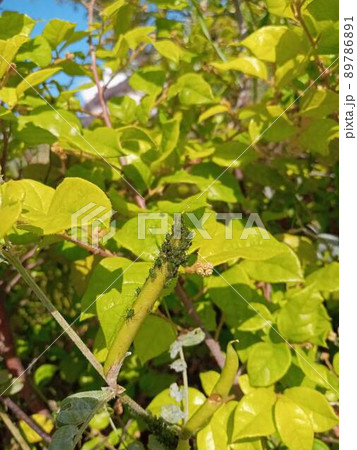 カラスノエンドウに群がるアブラムシ 89786891