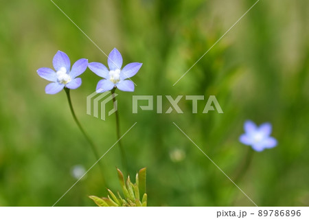 ヒナギキョウの花 ヒナギキョウの花 89786896