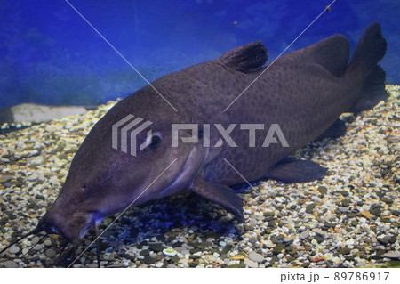Giraffe catfish (Auchenoglanis occidentalis). Giraffe catfish (Auchenoglanis occidentalis). 89786917