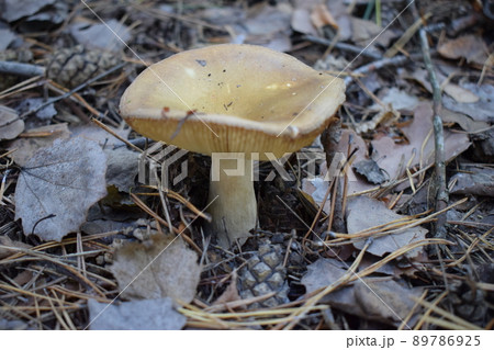 A forest brown mushroom in a natural background . 89786925