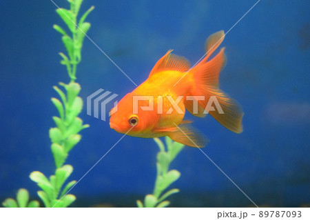 Freshwater aquarium fish, goldfish from Asia in aquarium Freshwater aquarium fish, goldfish from Asia in aquarium 89787093