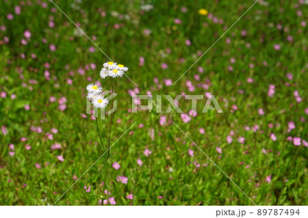 5月　町田381ハルジオン･キク科･薬師池公園 89787494