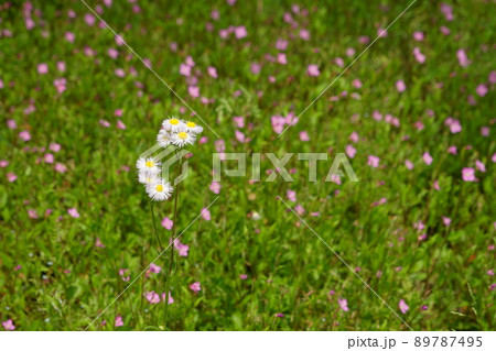 5月　町田382ハルジオン･キク科･薬師池公園 89787495