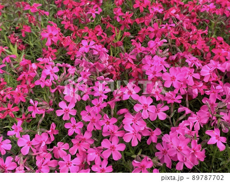 芝桜 89787702
