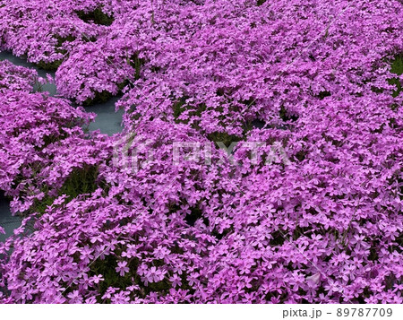 芝桜 芝桜 89787709