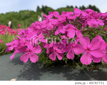 芝桜 89787751