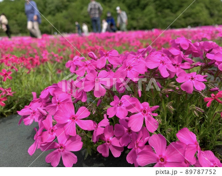 芝桜 89787752