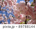 アップで撮られた花 89788144