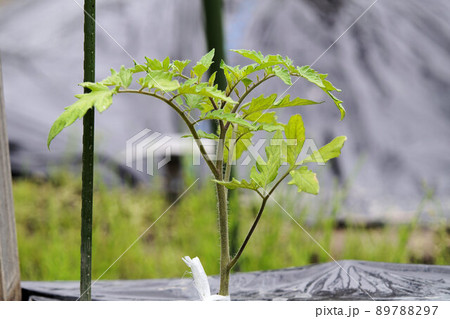 トマトの苗を畑に植えた 5月 トマトの苗を畑に植えた 5月 89788297