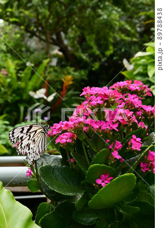 カランコエとオオゴマダラ 89788438