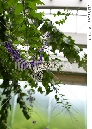 デュランタにとまるオオゴマダラ 89788439