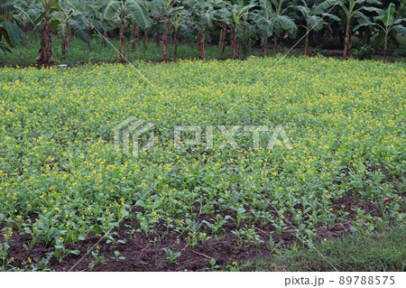 yellow colored mustard flower closeup on farm 89788575