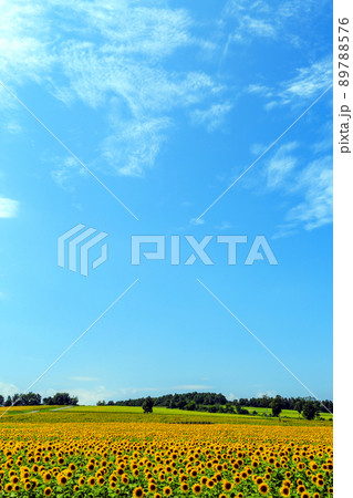 夏の北海道　北竜町のひまわり畑 89788576