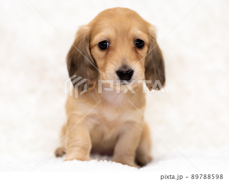 仔犬　カニンヘンダックスフンド 89788598