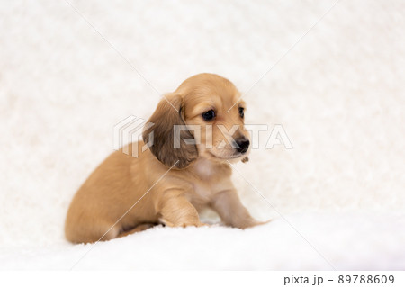 仔犬　カニンヘンダックスフンド 89788609