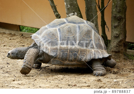 Aldabra giant tortoise - Stock Photo [89788837] - PIXTA