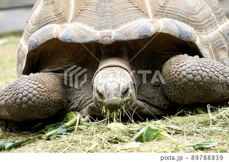 アルダブラゾウガメ アルダブラゾウガメ 89788839