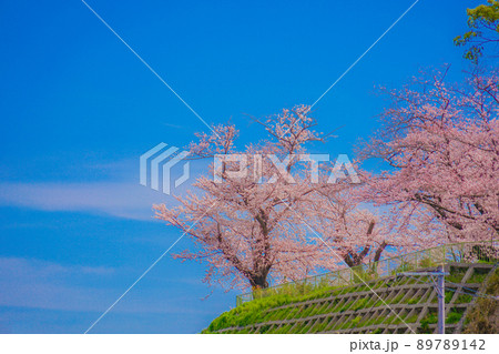 幸ヶ谷公園の桜 幸ヶ谷公園の桜 89789142