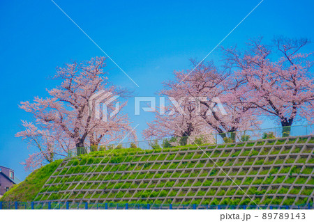 幸ヶ谷公園の桜 89789143