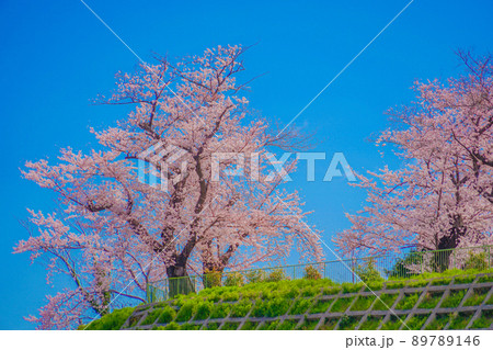 幸ヶ谷公園の桜 89789146