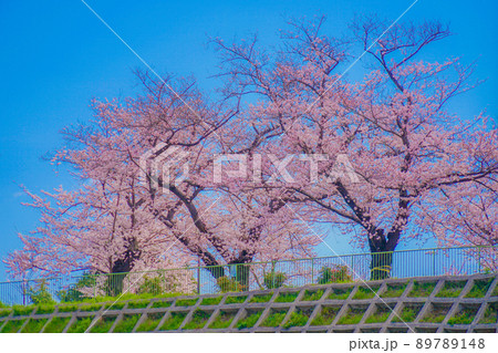 幸ヶ谷公園の桜 89789148