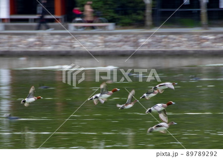 橿原神宮の深田池のカモが飛んでいる流し撮り写真 89789292