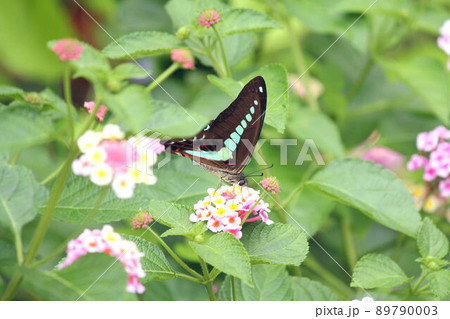 ランタナの花に留まるアオスジアゲハ 89790003
