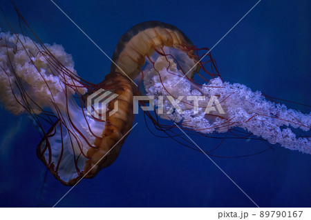 chrysaora fuscescens toxic northeast pacific sea nettle jellyfish 89790167