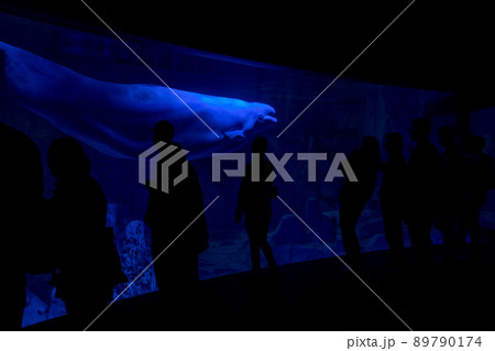 Underwater Beluga in aquarium with people human silhouette looking at you Underwater Beluga in aquarium with people human silhouette looking at you 89790174