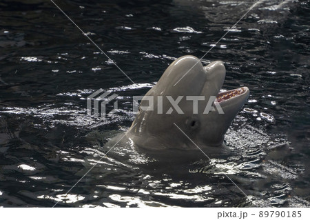 Beluga at moonlight night close up portrait swimming 89790185