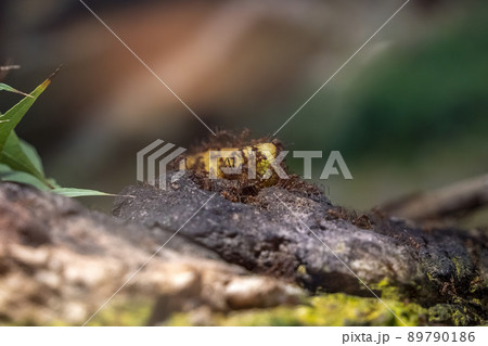 leaf cutter Att ants colony close up detail leaf cutter Att ants colony close up detail 89790186