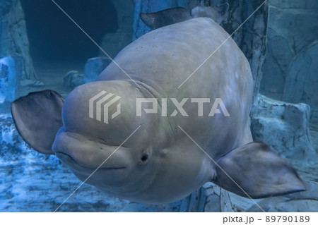 Beluga dolphin underwater close up portrait looking at you Beluga dolphin underwater close up portrait looking at you 89790189