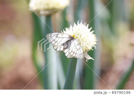 ネギ坊主に止まる蝶々 ネギ坊主に止まる蝶々 89790196