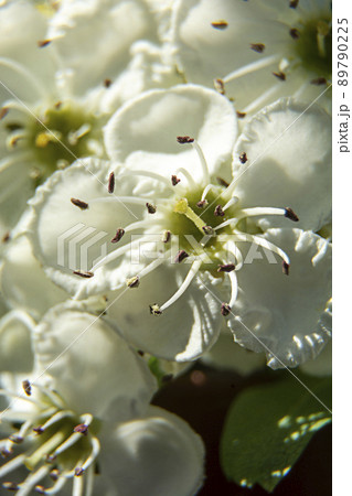 Spring in bloom. Close-up White cherry flowers blooming tree brunch. Soft, selective focus. Spring in bloom. Close-up White cherry flowers blooming tree brunch. Soft, selective focus. 89790225