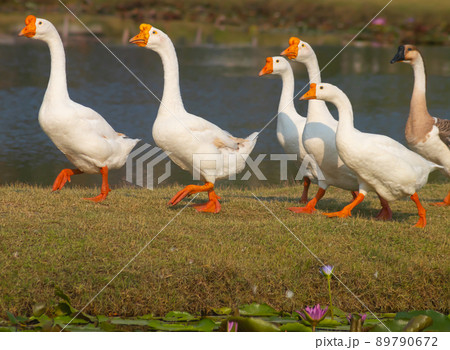 masses white geese walk on the farm masses white geese walk on the farm 89790672