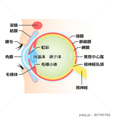 眼球　断面図　イラスト 89790768