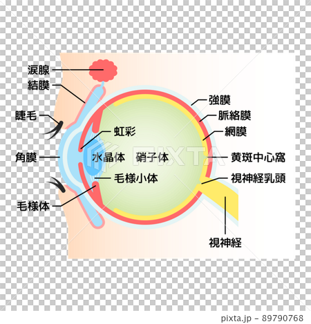 Eyeball cross section illustration 89790768