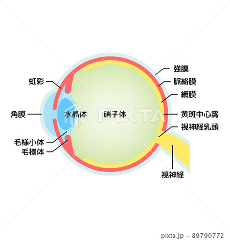 眼球 断面図 イラストのイラスト素材