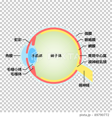 眼球　断面図　イラスト 89790772
