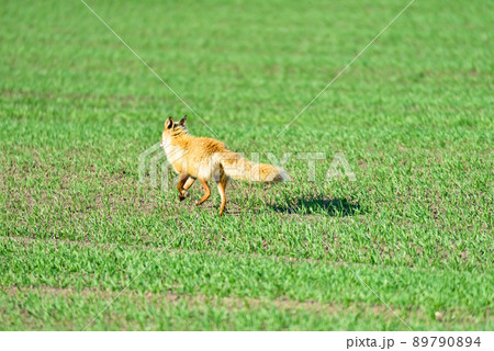 草原を歩くキタキツネ 89790894