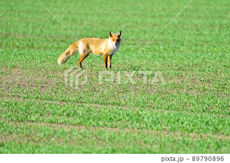 草原を歩くキタキツネ 草原を歩くキタキツネ 89790896