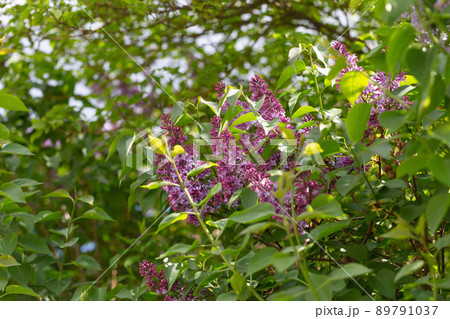 Blooming pink lilac branch background, copy space 89791037