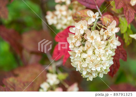 アンティークカラーのカシワバアジサイ(柏葉紫陽花) アンティークカラーのカシワバアジサイ(柏葉紫陽花) 89791325