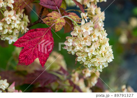 アンティークカラーのカシワバアジサイ(柏葉紫陽花) アンティークカラーのカシワバアジサイ(柏葉紫陽花) 89791327
